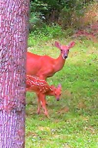 A doe and her fawn shyly peek out from behind tree.